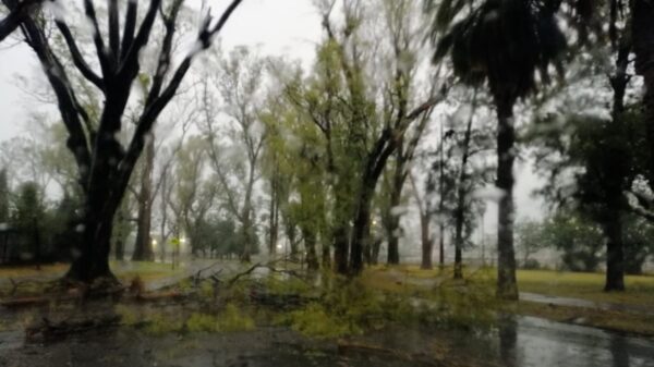 Más d3 30 reclamos por árboles caídos y cables cortados tras la tormenta en Rosario.