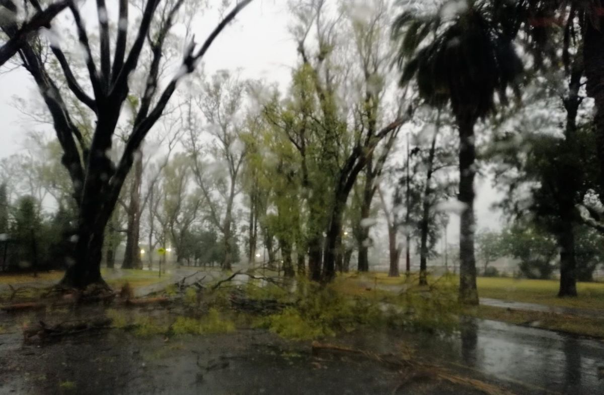 Más d3 30 reclamos por árboles caídos y cables cortados tras la tormenta en Rosario.