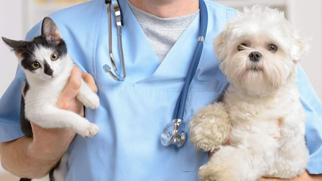 Flecha Bus: Se podrá viajar con mascotas